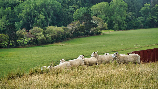 Sheep in a field, Whanganui, New Zealand