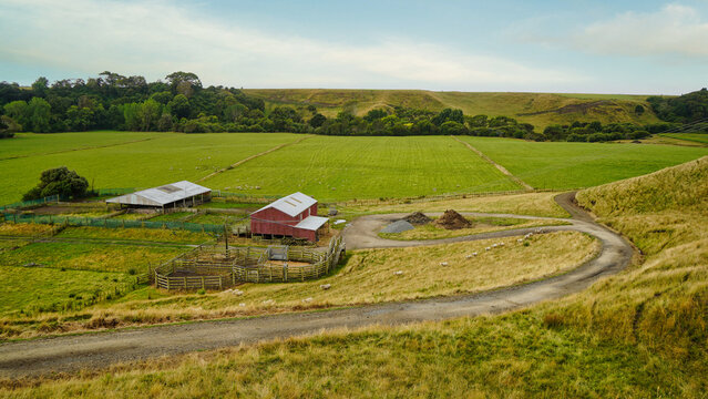 Sheep farm, Whanganui, New Zealand
