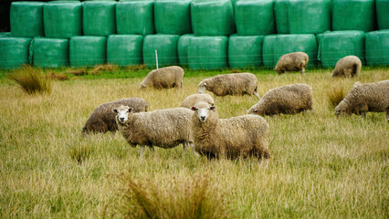 Sheep in a field, Whanganui, New Zealand