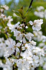 Blooming apricot close-up, nature of Ukraine, white flowers, beauty, cute, atmosphere, summer, spring, white, bright, sunny