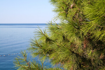 Pine branches on sea background. Mediterranean seascape for publication, poster, calendar, post, screensaver, wallpaper, cover, website. High quality photo