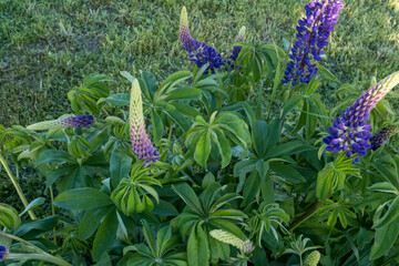 Lilac lupin flowers grow. Background from green leaves and lilac flowers for publication, design, poster, calendar, post, screensaver, wallpaper, card, banner, cover
