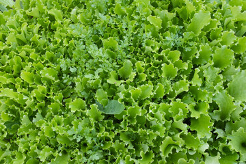 Green lettuce leaves background, top view. Growing greenery for publication, poster, calendar, post, screensaver, wallpaper, cover, website. High quality photo