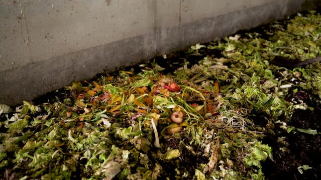 Leftover vegetable scraps are used to feed earthworms.