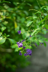 Duranta Erecta,Skyflower,Blue Flowers of Sapphire Showers (Duranta erecta L) bloom flower on blurred nature background,Close-up of purple flowering plant