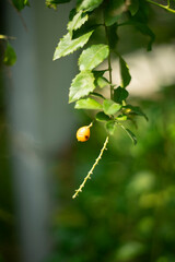 Duranta Erecta,Skyflower,Blue Flowers of Sapphire Showers (Duranta erecta L) bloom flower on blurred nature background,Close-up of purple flowering plant