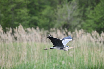 heron in flight