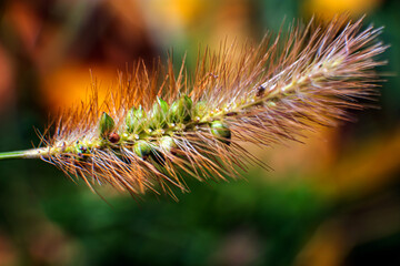 close up of a flower