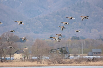 宮島沼への着水体制に入ったマガン