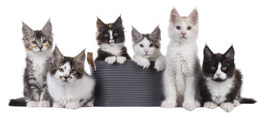 Row of 6 Maine Coon cat kittens, sitting, laying en sitting in bucket on a straight line. All looking towards camera. isolated cutout on a transparent background.