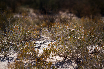 Shrub plant in Kgalagadi transfrontier park, South Africa