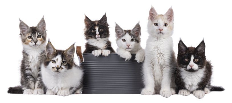 Row of 6 Maine Coon cat kittens, sitting, laying en sitting in bucket on a straight line. All looking towards camera. isolated cutout on a transparent background.
