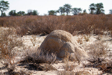 Termite mound in scrubland in Kgalagadi transfrontier park, South Africa