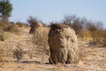 Termite mound in scrubland in Kgalagadi transfrontier park, South Africa