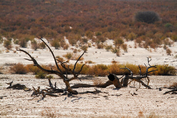 Scenery with dead tree in Kgalagadi transfrontier park, South Africa - obrazy, fototapety, plakaty