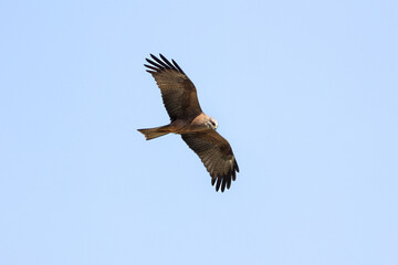 Birds of prey Black Kite (Milvus migrans) flying isolated on background