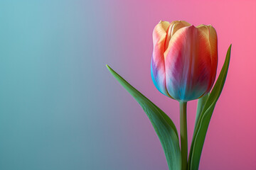 A vibrant rainbow-colored tulip flower bathed in emotive light and shadow against a soft pastel background.