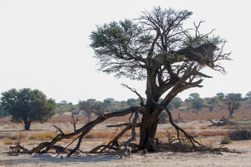 Nossob riverbed during drought in Kgalagadi transfrontier park, South Africa