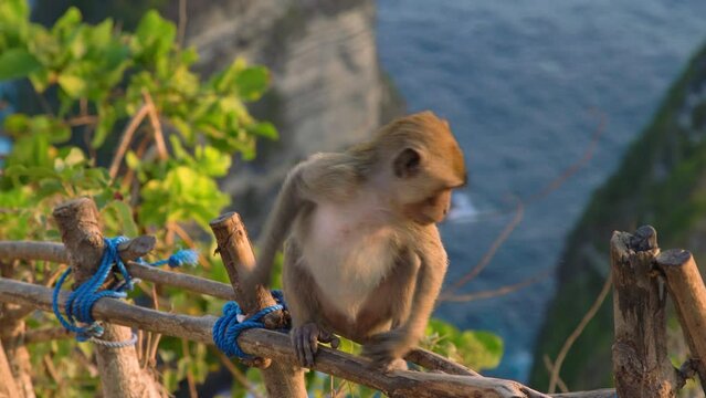 Monkey sitting on a tree branch in Monkey Island, Bali.