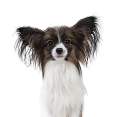 Head shot of cute white with brown Epagneul Nain Papillon dog puppy, sitting facing front looking towards camera. Isolated cutout on transparent background.