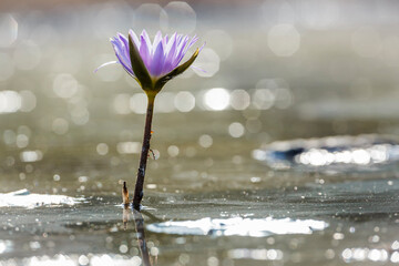 Water lily flower in middle of water with spark backlit in Kruger National park, South Africa - obrazy, fototapety, plakaty