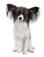 Cute white with brown Epagneul Nain Papillon dog puppy, sitting facing front looking towards camera. Isolated cutout on transparent background.