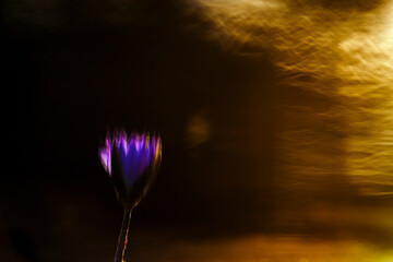 Reflection of Water lily flower in waterhole at dawn in Kruger National park, South Africa - obrazy, fototapety, plakaty