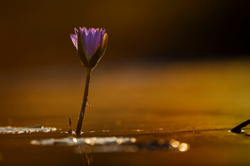 Water lily flower in middle of waterhole in backlit sunset in Kruger National park, South Africa - obrazy, fototapety, plakaty