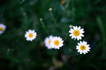 Lots of white daisies close up. Blooming chamomile field, chamomile flowers.