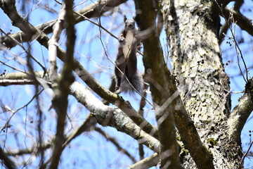 squirrel jumping