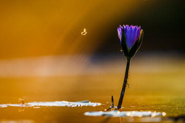 Water lily flower in middle of waterhole at sunset in Kruger National park, South Africa