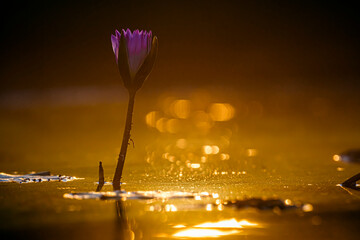 Water lily flower in middle of waterhole at sunset in Kruger National park, South Africa - obrazy, fototapety, plakaty