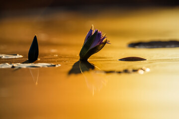 Water lily flower at sunset with reflection in Kruger National park, South Africa