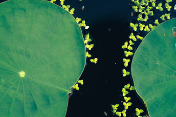 Nelumbo nucifera,, and lakes, while the leaves Nelumbo nucifera float right on the water surface....