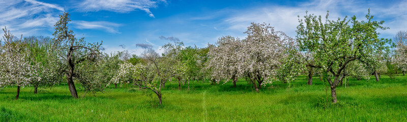 Panoramaansicht einer blühenden Apfelbaumplantage oder Streuobstwiese im Frühling bei...