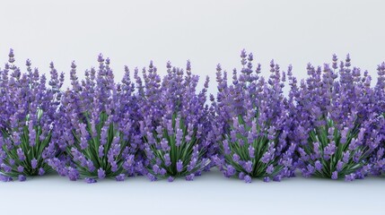 A row of purple lavender bushes