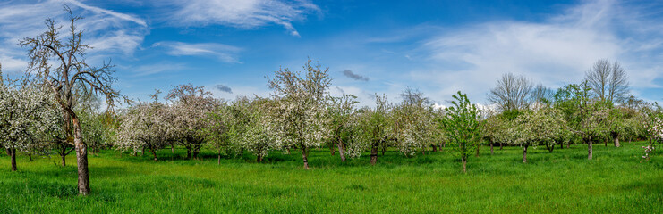 Panoramaansicht einer blühenden Apfelbaumplantage oder Streuobstwiese im Frühling bei aufgelockerter Bewölkung, schönem Wetter und einer grünen, ungemähten Naturwiese