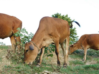 brown fawn coloured cows grazing on a meadow common land in Cambridhe
