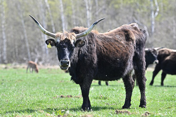 The bison  wild ancestor of domestic cattle