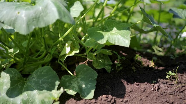 Growing pumpkins in organic plots.