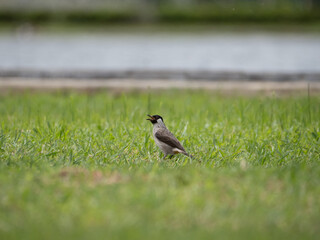jakarta - monas, sooty bulbul bird playing on grass 