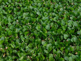 Close up of some Water Hyacinth weeds clogging up a water way on the Gold Coast, west bengal, india