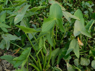 The wild aquatic plant Sagittaria sagittifolia grows in slow-flowing water