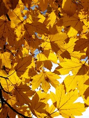 Yellow maple leaves in autumn against the light (contre-jour)