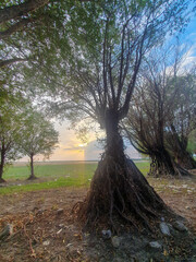 Işıklı tree in the park at sunset. Nature background.