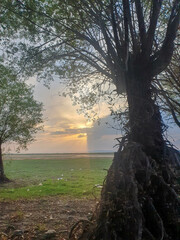 Işıklı tree in the park at sunset. Nature background.