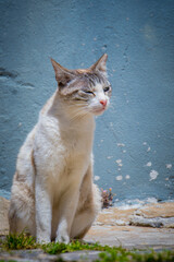 Vertical shot of a street cat sitting in an alley against blue cracked wall