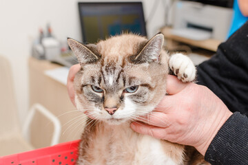 The owner of the cat is preparing the cat for an examination at the veterinary clinic.
