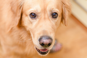 Golden labrador retriever dog alone at home. Closeup.
