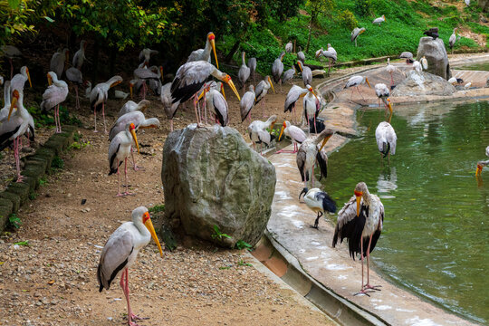 KL Bird Park, Kuala Lumpur, Malaysia - March 4th 2018: Yellow-Billed Storks, also called the Wood Stork or Wood Ibis around a rock.